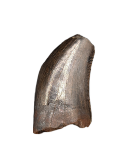 Tyrannosaur Tooth, Judith River Formation