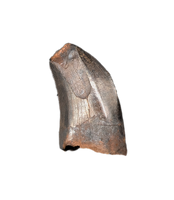 Tyrannosaur Tooth, Judith River Formation