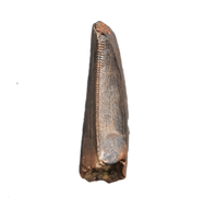 Tyrannosaur Tooth, Judith River Formation