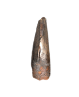 Tyrannosaur Tooth, Judith River Formation