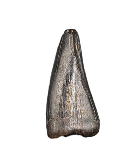 Tyrannosaur Pre-Max Tooth, Judith River Formation