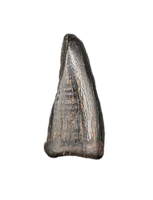 Tyrannosaur Pre-Max Tooth, Judith River Formation