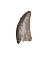 Tyrannosaur Tooth, Judith River Formation