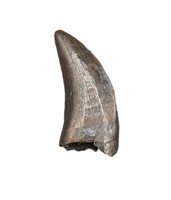 Tyrannosaur Tooth, Judith River Formation