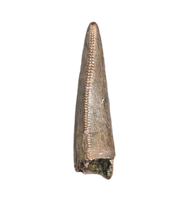 Tyrannosaur Tooth, Judith River Formation