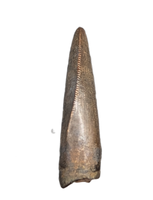 Tyrannosaur Tooth, Judith River Formation