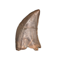 Tyrannosaur Tooth, Judith River Formation