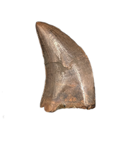 Tyrannosaur Tooth, Judith River Formation