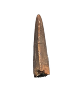 Tyrannosaur Tooth, Judith River Formation