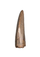 Tyrannosaur Tooth, Judith River Formation