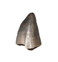 Tyrannosaur Tooth, Judith River Formation