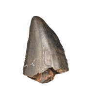 Tyrannosaur Tooth, Judith River Formation