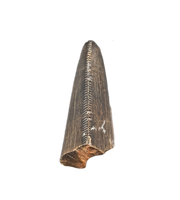 Tyrannosaur Tooth, Judith River Formation