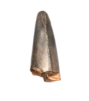 Tyrannosaur Tooth, Judith River Formation