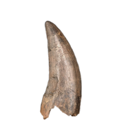 Tyrannosaur Tooth, Judith River Formation