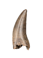 Tyrannosaur Tooth, Judith River Formation