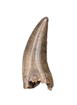 Tyrannosaur Tooth, Judith River Formation