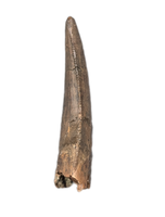 Tyrannosaur Tooth, Judith River Formation