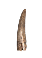 Tyrannosaur Tooth, Judith River Formation