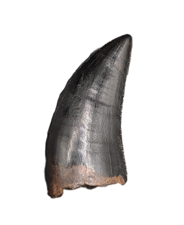 Tyrannosaur Tooth, Judith River Formation