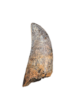 Rooted Tyrannosaur Tooth, Judith River Formation