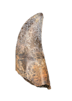 Rooted Tyrannosaur Tooth, Judith River Formation