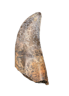 Rooted Tyrannosaur Tooth, Judith River Formation