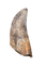 Rooted Tyrannosaur Tooth, Judith River Formation