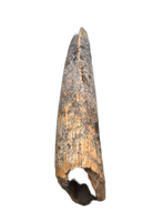 Rooted Tyrannosaur Tooth, Judith River Formation