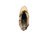 Rooted Tyrannosaur Tooth, Judith River Formation