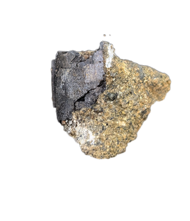 Tyrannosaur Partial Tooth, Two Medicine Formation.