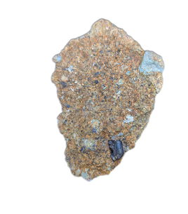 Hadrosaur (Likely Hypacrosaurus) Shed Tooth in Matrix