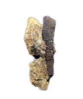 Hadrosaur Tooth Root in Matrix, Two Medicine Formation