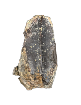 Large Hadrosaur (Likely Hypacrosaurus) Tooth, Two Medicine Formation