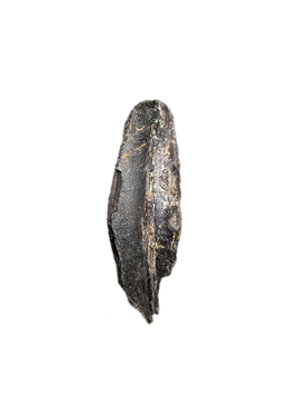 Large Hadrosaur (Likely Hypacrosaurus) Tooth, Two Medicine Formation