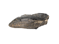 Large Hadrosaur (Likely Hypacrosaurus) Tooth, Two Medicine Formation