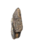 Large Hadrosaur (Likely Hypacrosaurus) Tooth, Two Medicine Formation