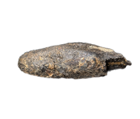 Large Hadrosaur (Likely Hypacrosaurus) Tooth, Two Medicine Formation