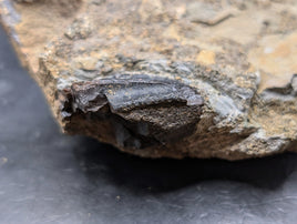 Hadrosaur (Likely Hypacrosaurus) Tooth, Two Medicine Formation