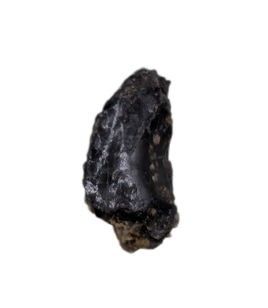 Troodon Tooth, Two Medicine Formation.