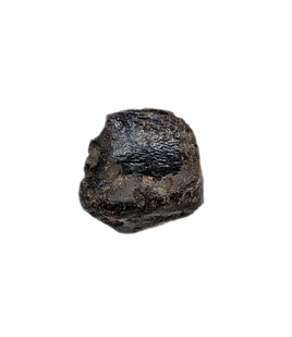 Nodosaur Tooth, Two Medicine Formation.