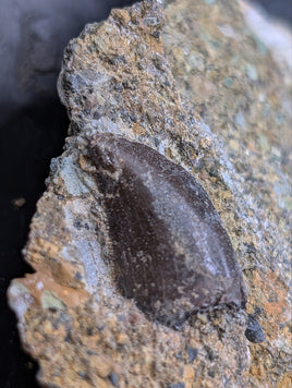 Tyrannosaur Tooth on matrix, Two Medicine Formation.