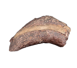 Theropod Claw, Mid Jurassic of Africa