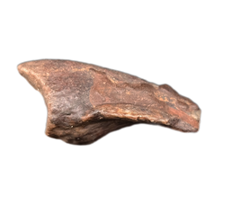 Ornithopod Claw, Mid Jurassic of Africa