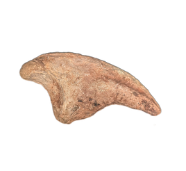 Theropod Claw, Mid Jurassic of Africa