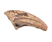 Theropod Claw, Mid Jurassic of Africa