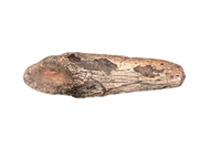 Theropod Claw, Mid Jurassic of Africa