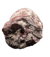 Large Coprolite, Chinle Formation