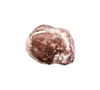 Coprolite, Chinle Formation