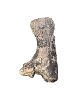 Phytosaur Toe